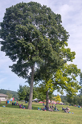 Lime Rock Historic Festival